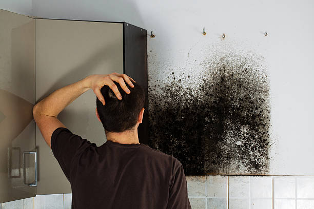 Reliable Mount Vernon, MO Mold Removal Solutions